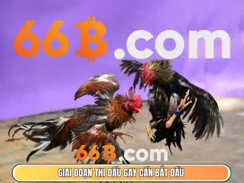 'nhà cái 66b – Giới thiệu đầy cảm hứng'